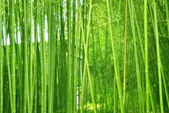 植物株高要如何測量？